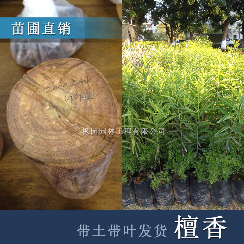 珍稀苗木名贵印度檀香木树檀香树苗老山檀香树树苗带叶发货正宗 印度
