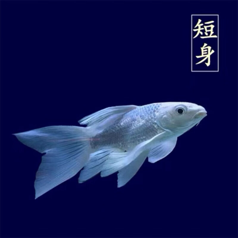 水财神观赏鱼球体蝴蝶鲤鱼活体短身贵妃龙鲤莼种大尾冷水鱼锦鲤鱼金鱼
