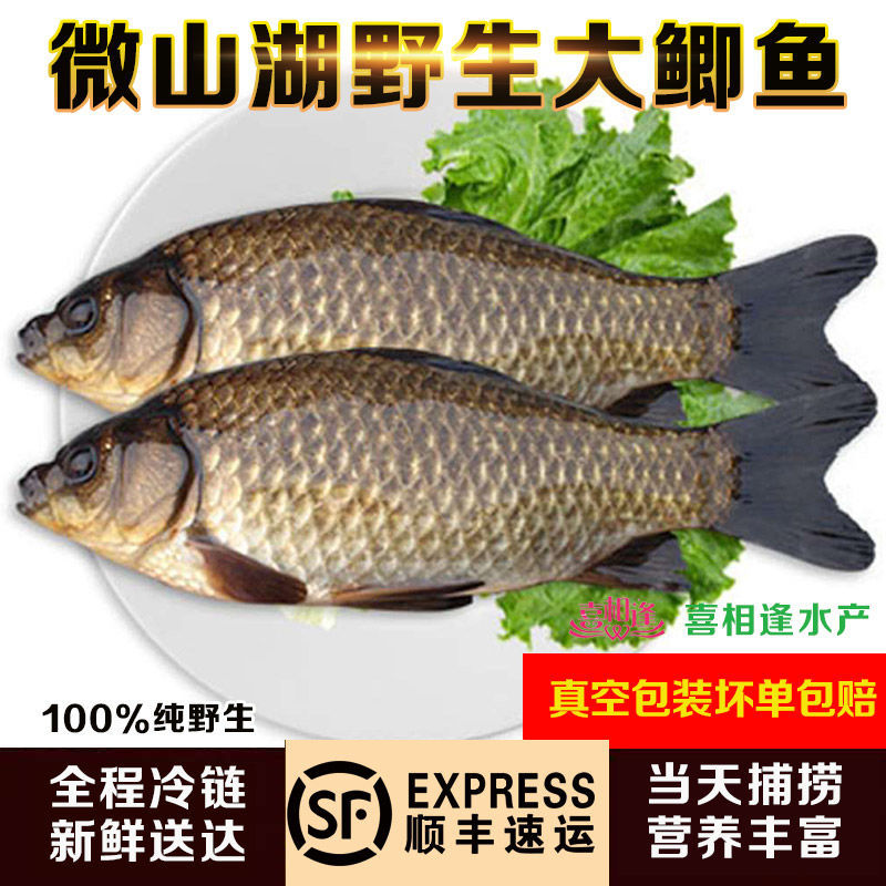 泸鲜湘正宗微山湖野鲫鱼土鲫鱼鲜活现杀现发淡水鲫鱼大鲫鱼小鲫鱼批发