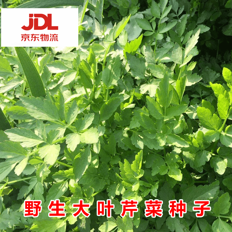 凤鸣雅世 野菜种子大全 野生荠荠菜种籽菜籽蒲公英苦麻菜苦丁菜种子