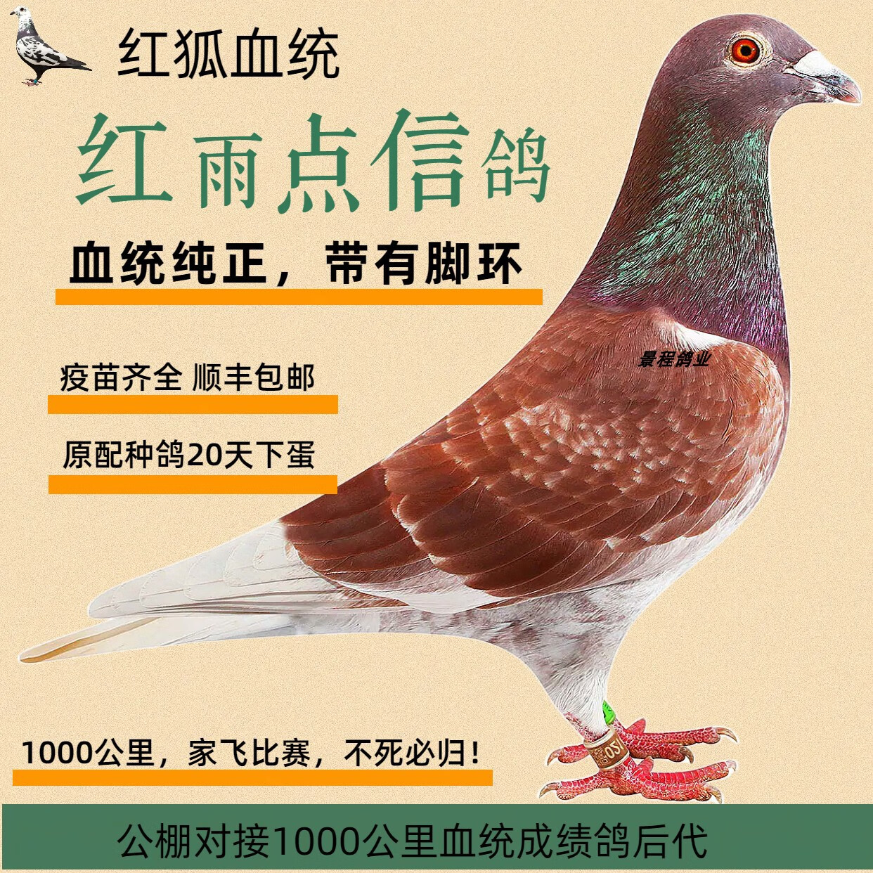 【红雨点幼鸽一对】红狐血统