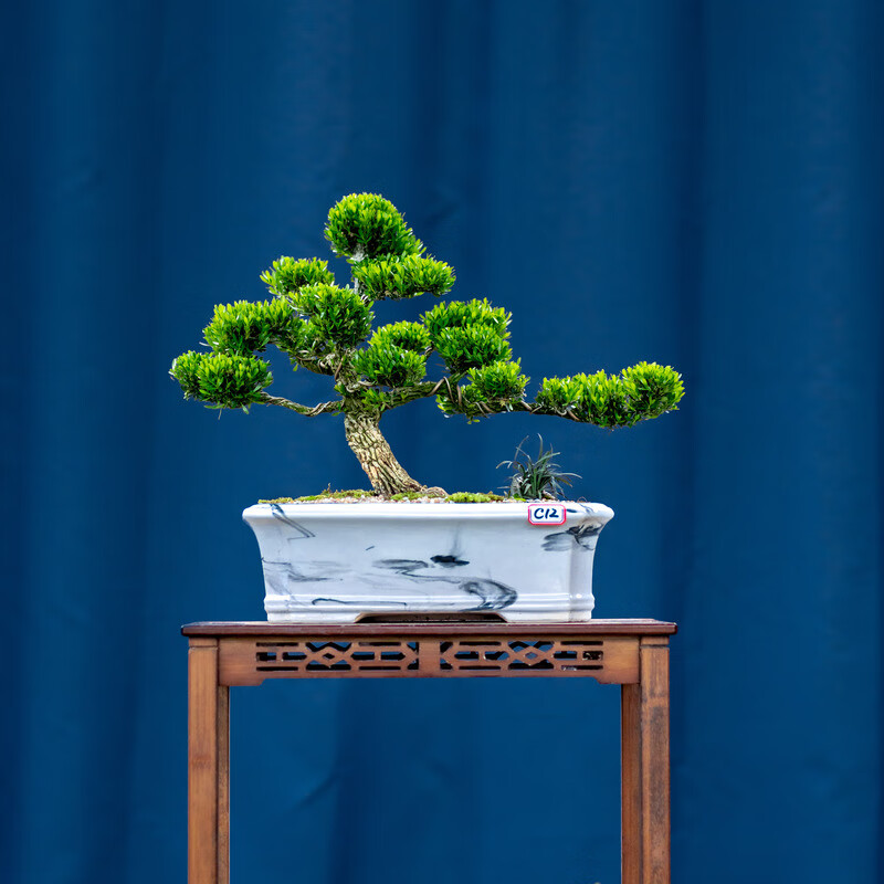 小叶雀舌黄杨大盆景花盆栽客厅室内绿植装饰新手易养玄关摆件 一物一