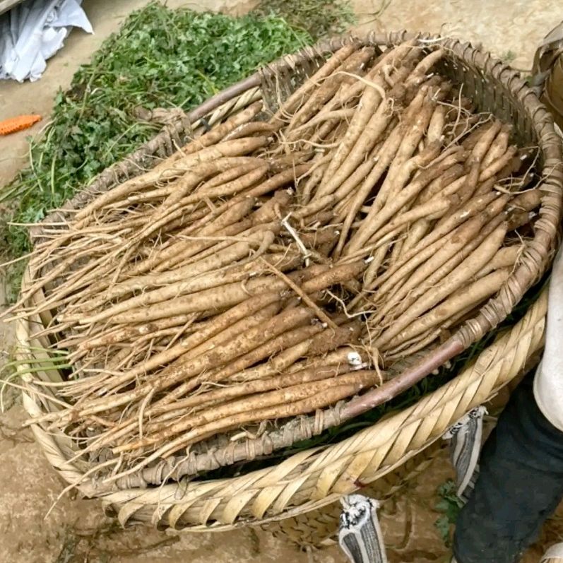 四川大凉山甜当归整根批发价农家现挖新鲜蔬菜粉糯土当归煲汤炖汤 3斤