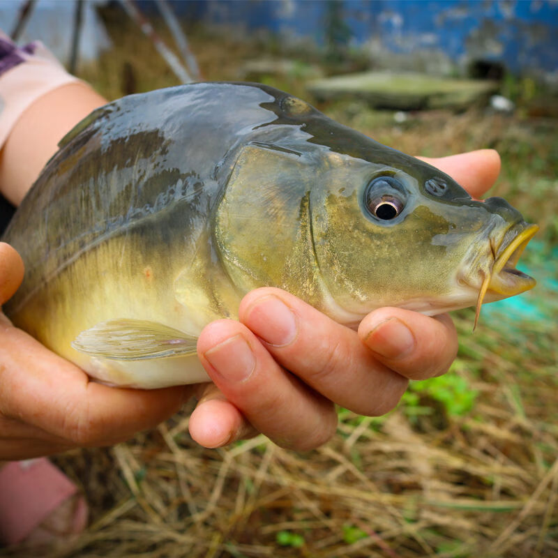 婷越岚裸鲤无甲鲤鱼裸斑小鱼苗淡水养殖食用好养冷水耐活耐低温四川