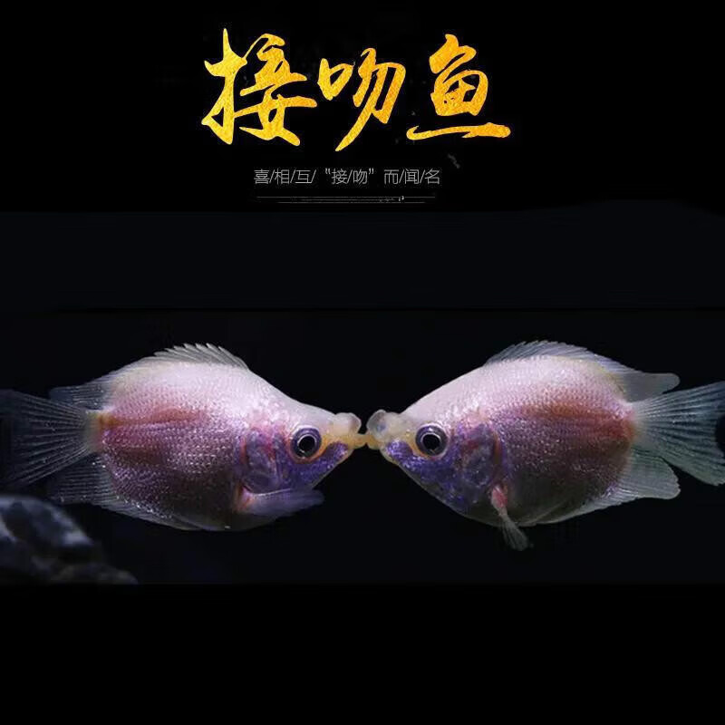鱼热带鱼观赏鱼宠物鱼草缸鱼小型金鱼鱼好养彩裙鱼 精选接吻鱼(4-6cm)