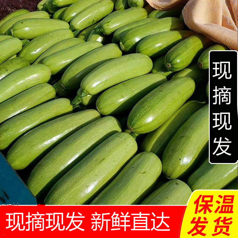 云南新鲜西葫芦瓜小瓜番瓜南瓜白瓜嫩茭瓜蔬菜3 5斤装