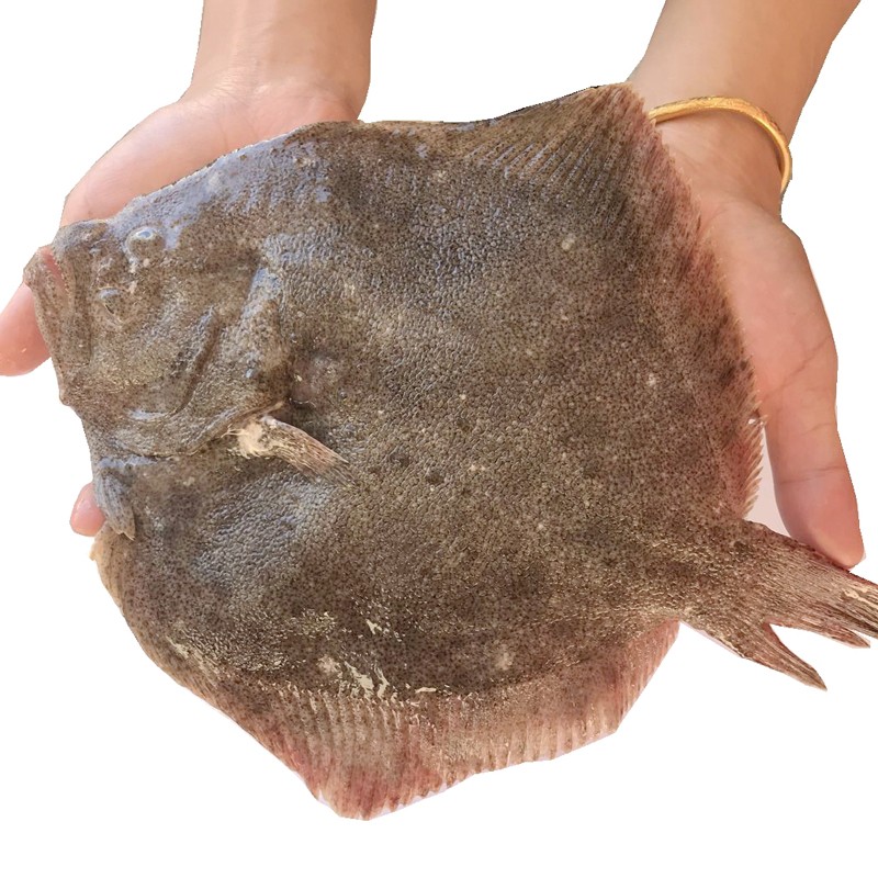 三蟹岛 新鲜多宝鱼 大菱鲆 鸦片鱼 新鲜海捕深海鱼 鲜活比目鱼 海鲜