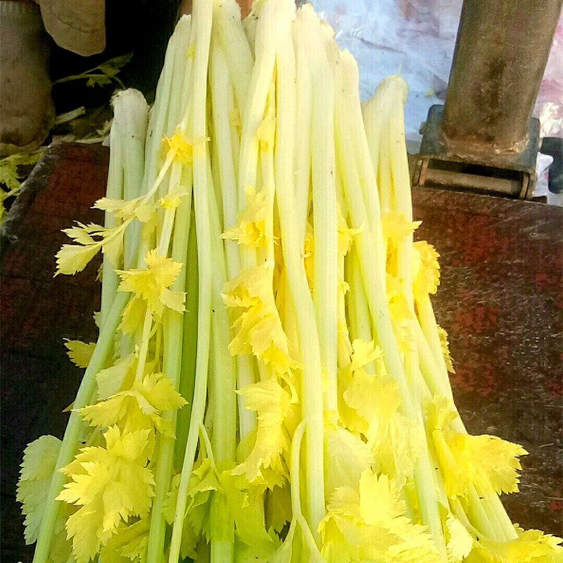 大禹 马家沟芹菜籽种子黄心春季季小香芹苗 马家沟空心黄芹菜种子5g可