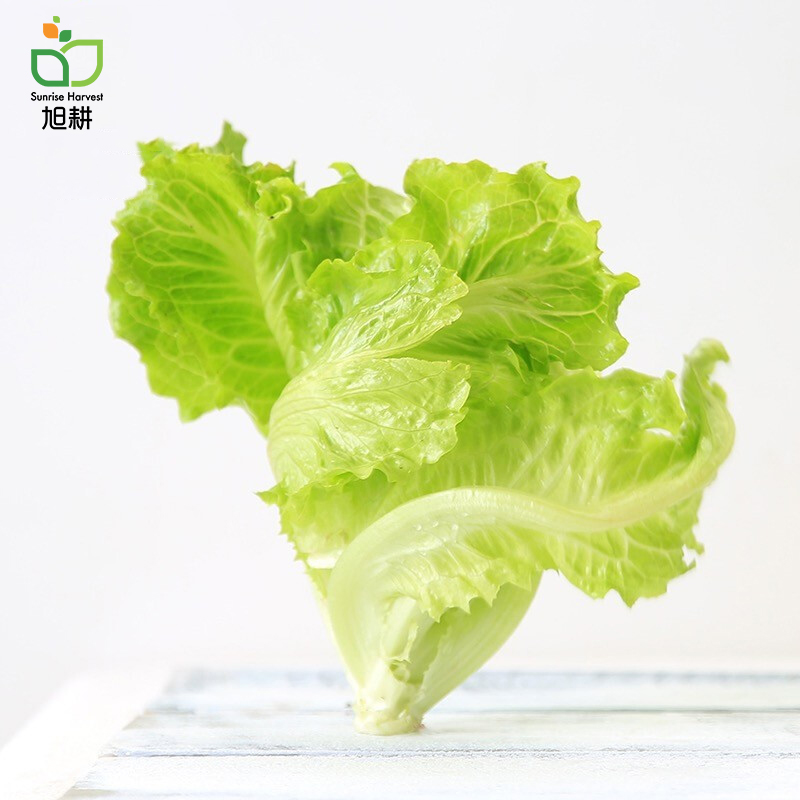 旭耕 有机生菜250g  新鲜有机蔬菜配送 净菜青菜沙拉配菜 生吃甜脆