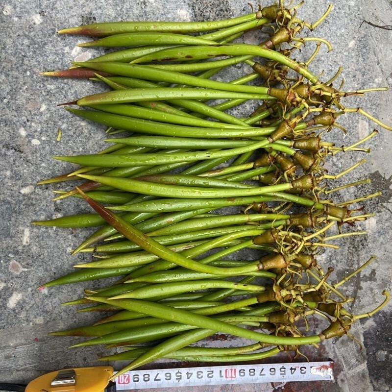 江影清海缸红树苗好养秋茄吸收no3红树林苗造景缸水陆缸 红树幼苗5根