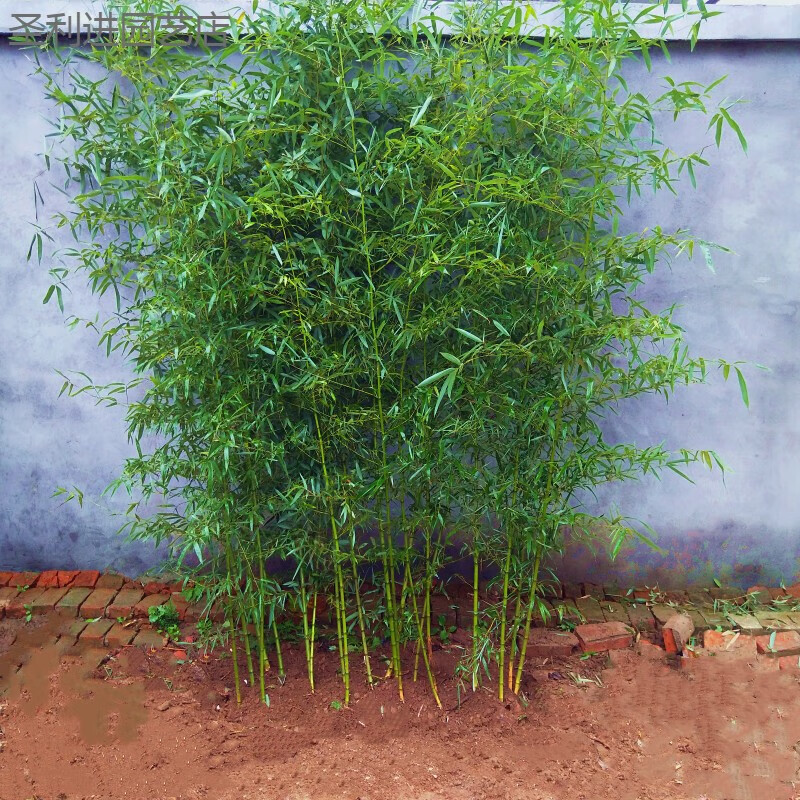 懿儱佩竹子苗庭院植物北方耐寒室内盆栽黄金竹紫竹苗金镶玉竹四季青竹