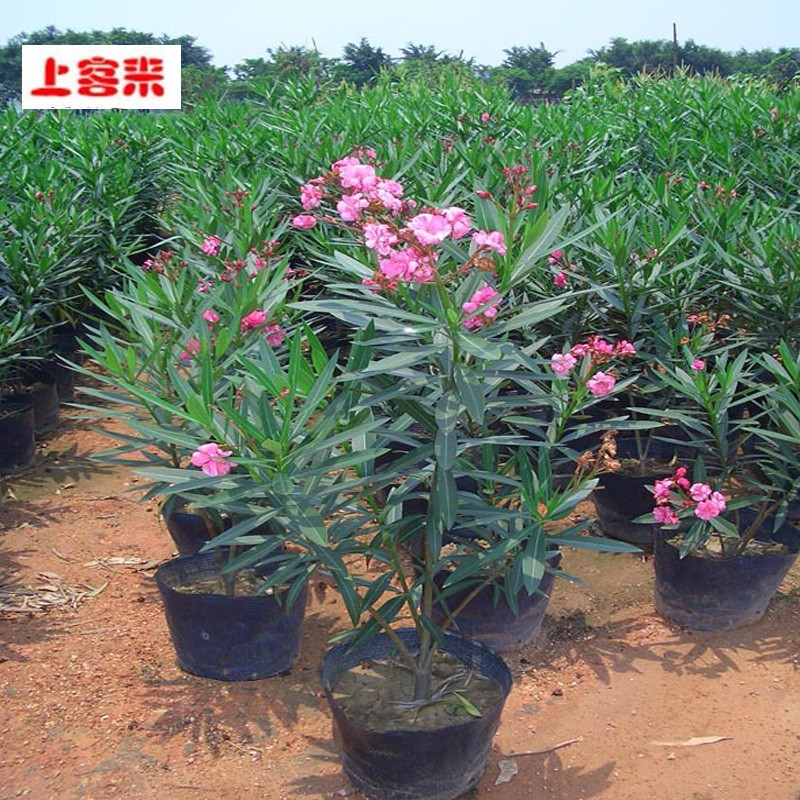 绿化苗木庭院盆栽绿植柳叶桃苗夹竹桃地栽柳叶桃苗 二年苗品种备注