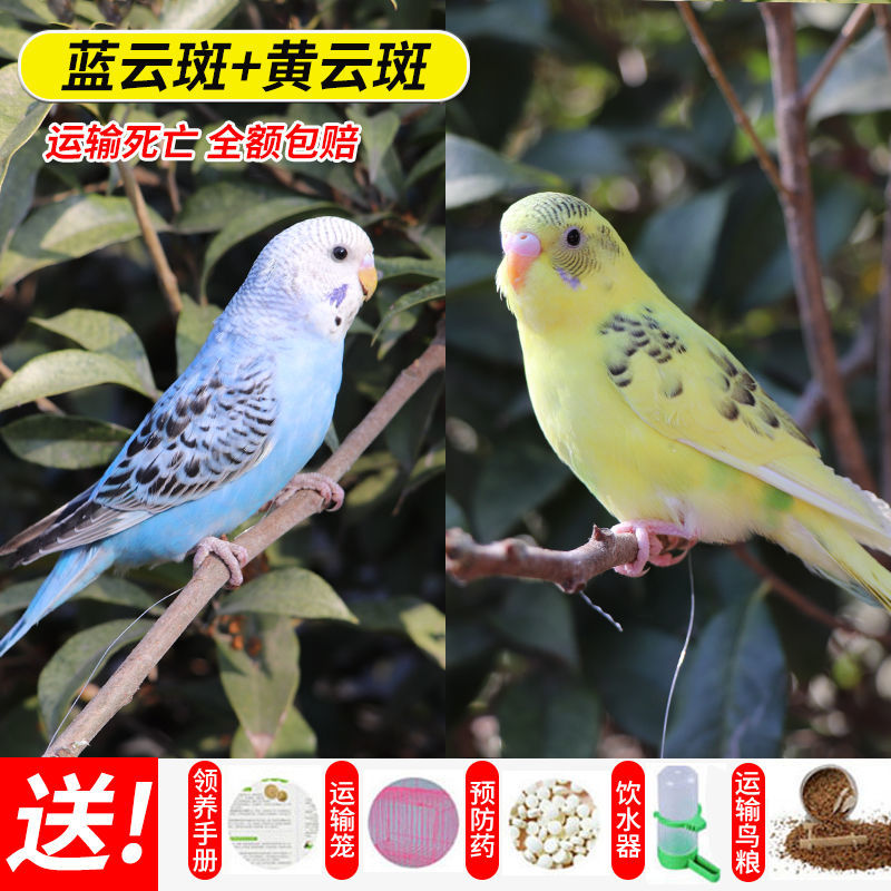鹦鹉活体幼鸟成年手养宠物虎皮鹦鹉 蓝云斑 黄云斑【包教说话】 送 鸟
