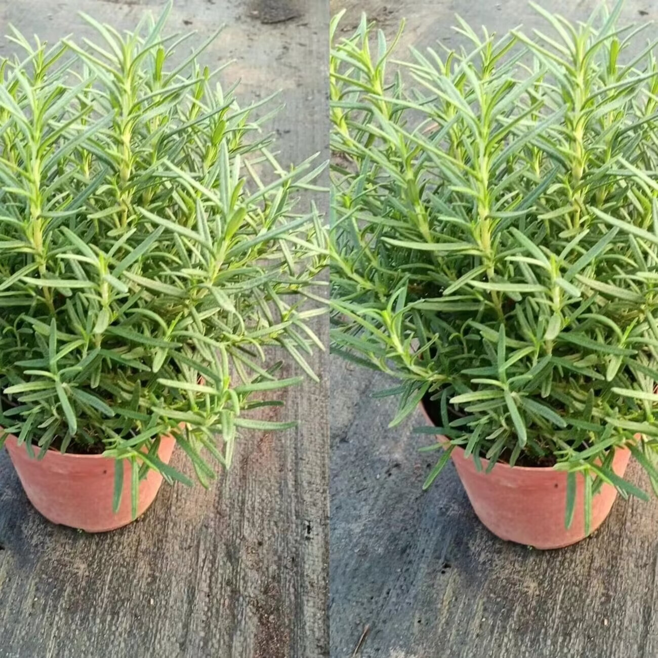 盆栽驱蚊植物室内净化空气驱虫驱蚊草盆栽四季常青 迷迭香小苗原土2盆