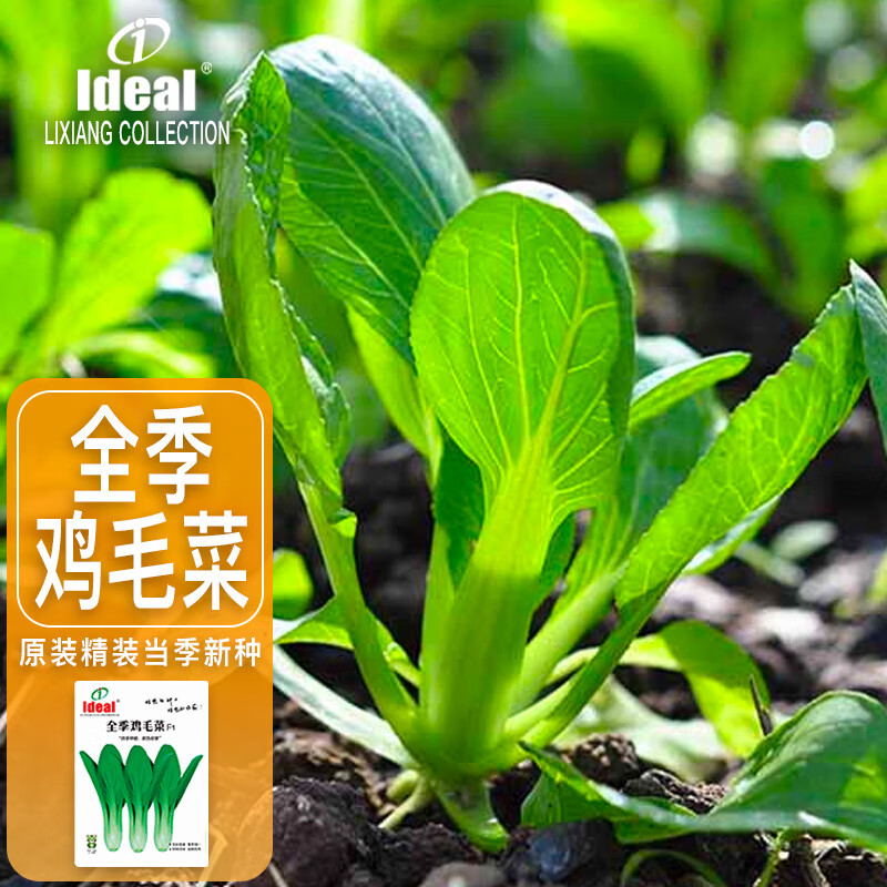 ideal鸡毛菜种子小青菜绿叶菜种籽四季种易活盆栽家庭种植蔬菜种子10g