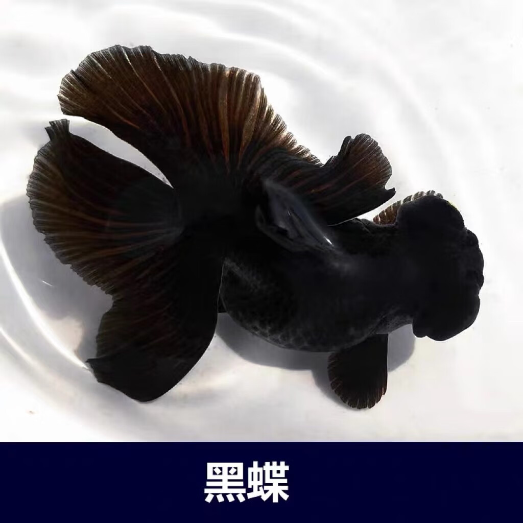 水财神蝶尾金鱼活鱼黑白熊猫蝴蝶三色红包金十二红好养淡水冷水水财神