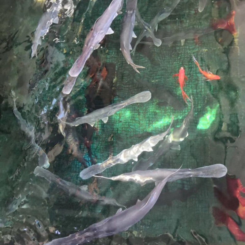 棠鲜生   鸭嘴鱼3-3.3斤,养殖场自产,现杀真空包装 3-3.