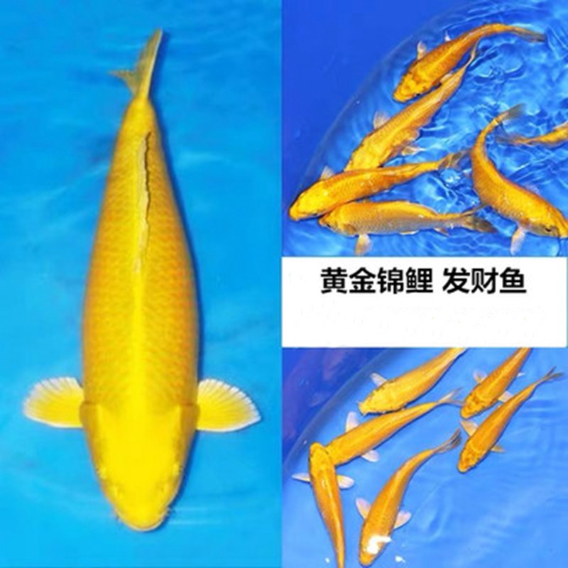 鱼好养冷水淡水鱼红白三色黄金丹顶昭和辉龙秋翠观赏冷水招财风水鱼