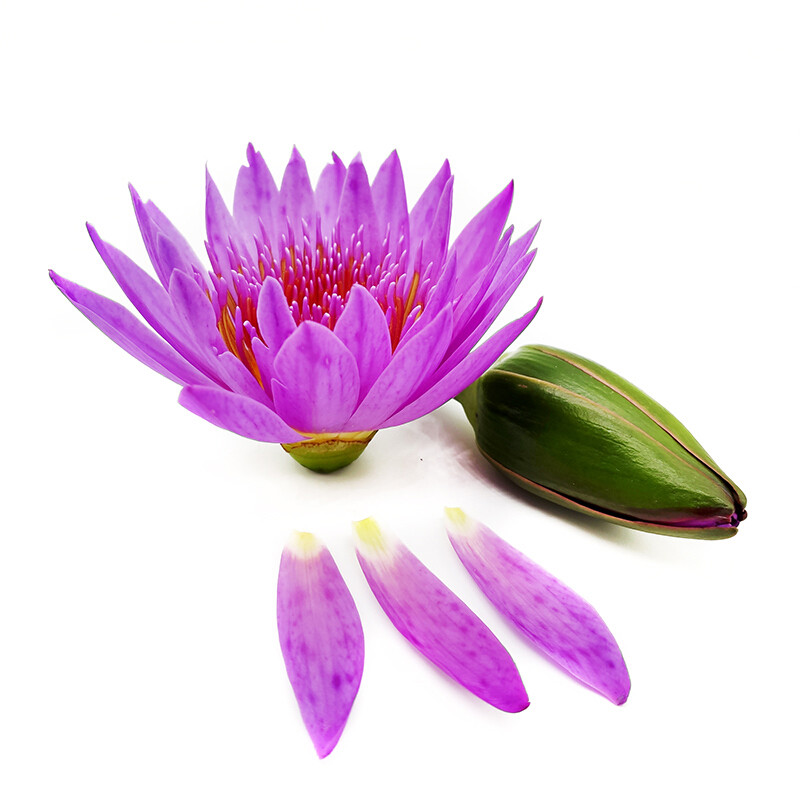 睡莲花瓣 新鲜莲花可食用花瓣 荷花 约100片/盒 酒店