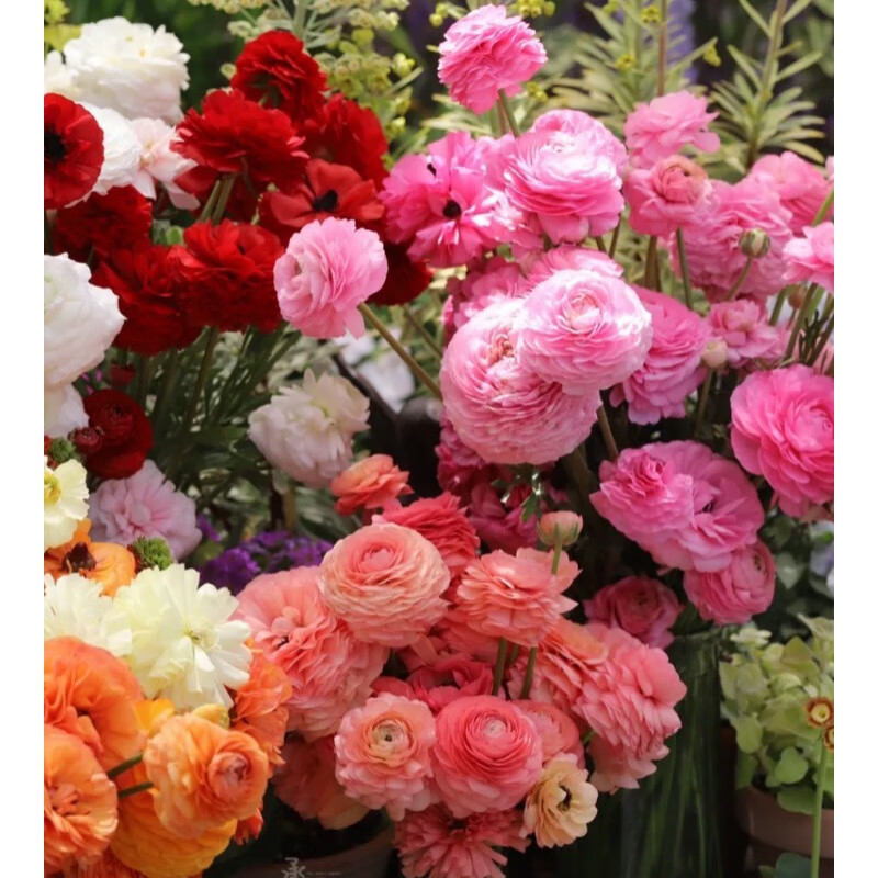 蔬泰乐镜之月进口花毛茛种球 洋牡丹球根种子 阳台宿根花卉 琴叶牡丹