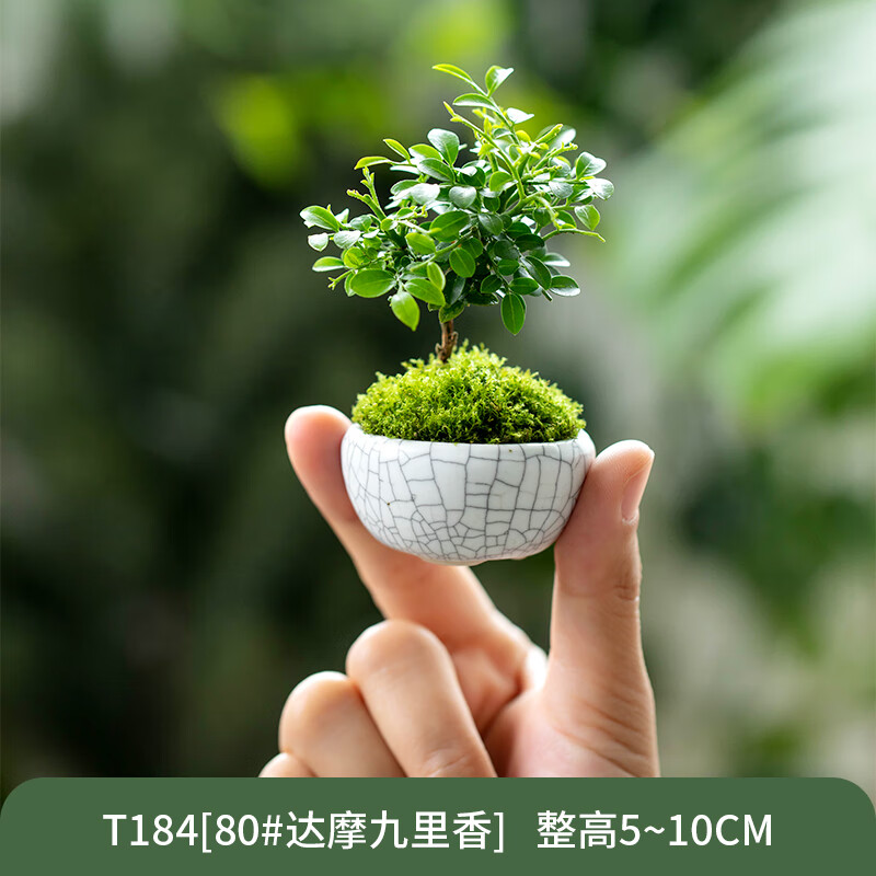 甜麦圈九里香禅意桌面超迷你盆栽达摩小叶室内绿植客厅花卉盆景好养