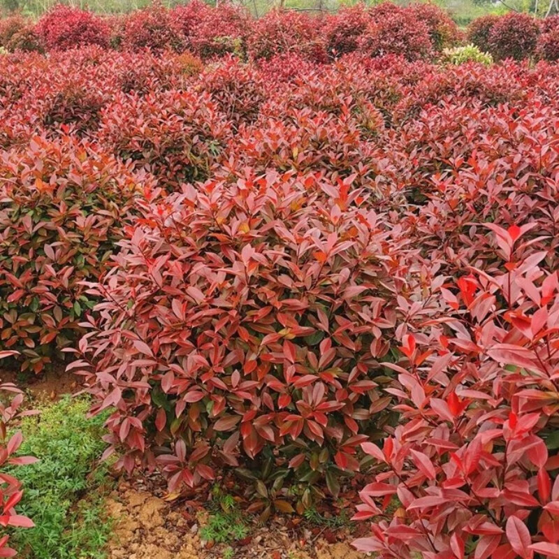 园林球形植物图片图片