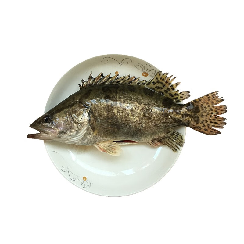 安峰山桂鱼新鲜现杀鳜鱼鲜活淡水鱼小季花鱼桂花鱼 杀好净重1斤