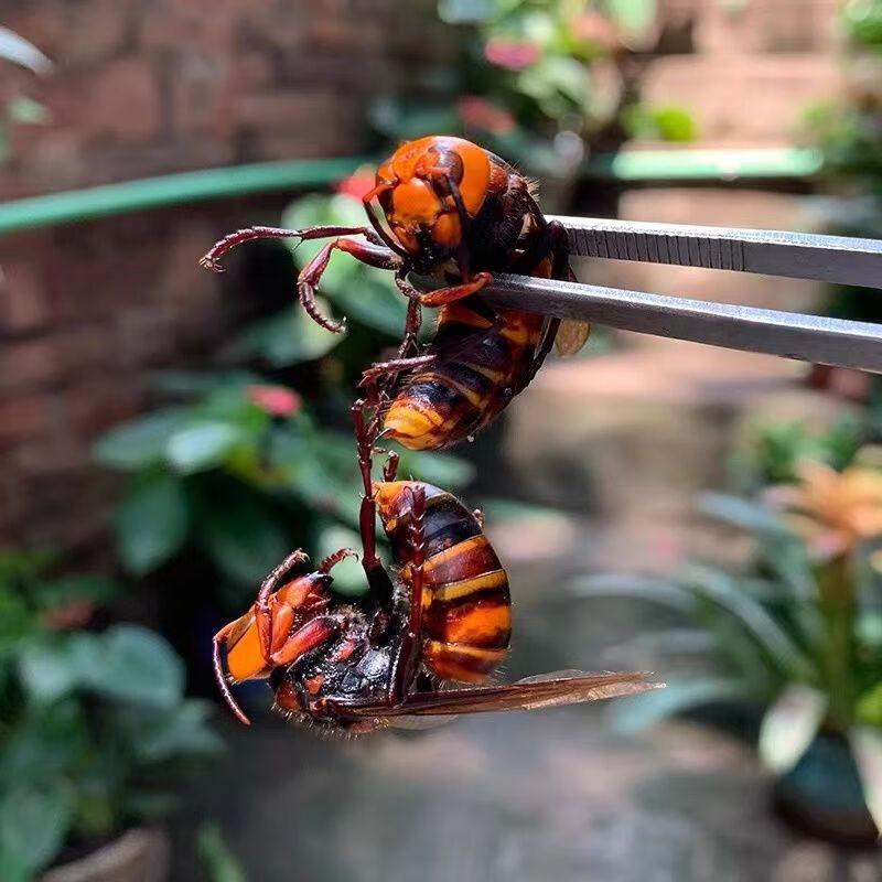 鲜活大虎头蜂活体现泡金环大马蜂鸡笼蜂土地蜂老胡蜂大黄蜂黑蜂酒