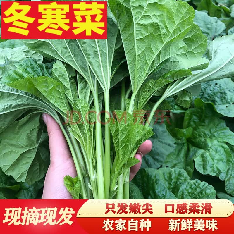 (现货速发)1-3斤装  新鲜现摘冬寒菜新鲜蔬菜嫩马蹄菜东汉菜东苋菜
