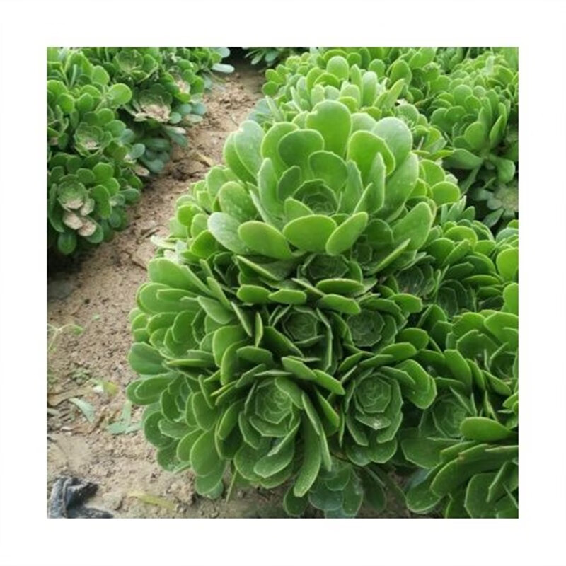欧紫缀化多肉锦植物圆叶多头大黑法师紫羊绒手捧花老桩粉女巫花卉 绿