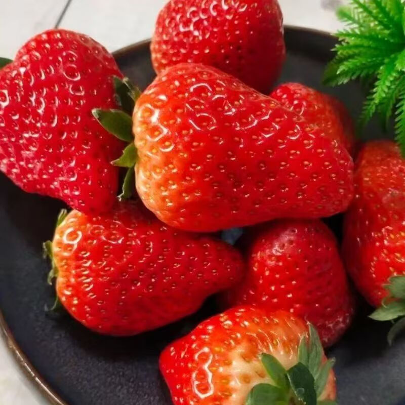 四川大凉山草莓 新鲜水果甜奶油草莓红颜99 生鲜鲜果礼盒送礼整箱 带箱3斤【净重2.5斤】中果