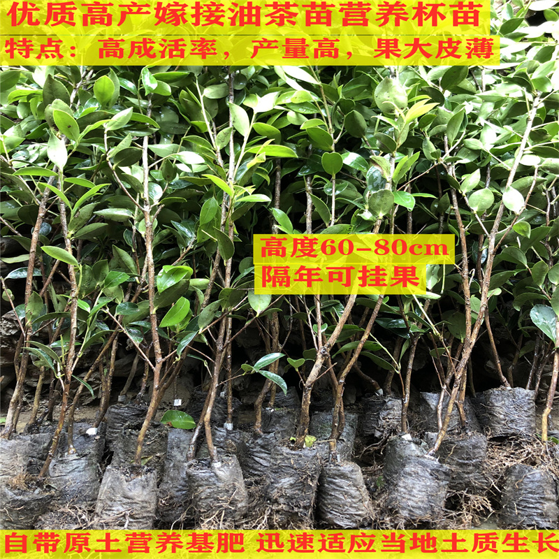 油茶树苗高产嫁接油茶苗本土木子苗山茶油苗良种杂交大果带土杯苗