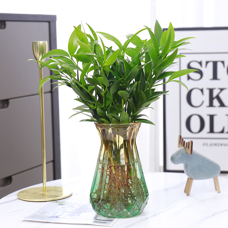 竹柏水培新宠水养植物室内客厅卧室桌面绿植盆栽花卉四季常青好养 绿