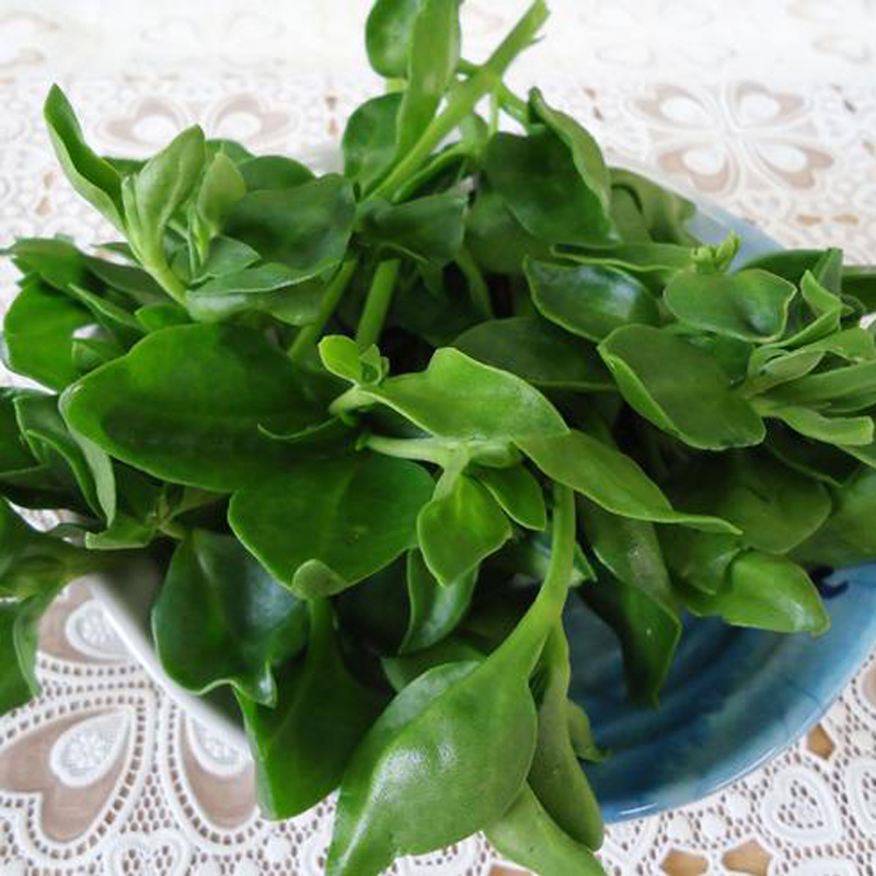 京禾园穿心莲新鲜蔬菜现摘鲜嫩穿心莲蔬菜牡丹吊兰蔬菜 350g