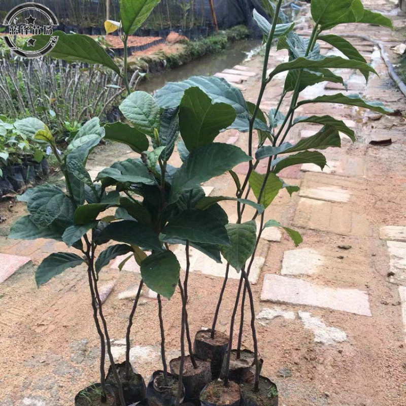 花姬  正宗红桂木树苗 大叶胭脂 绿化植物庭院公园别墅小区园林盆栽地