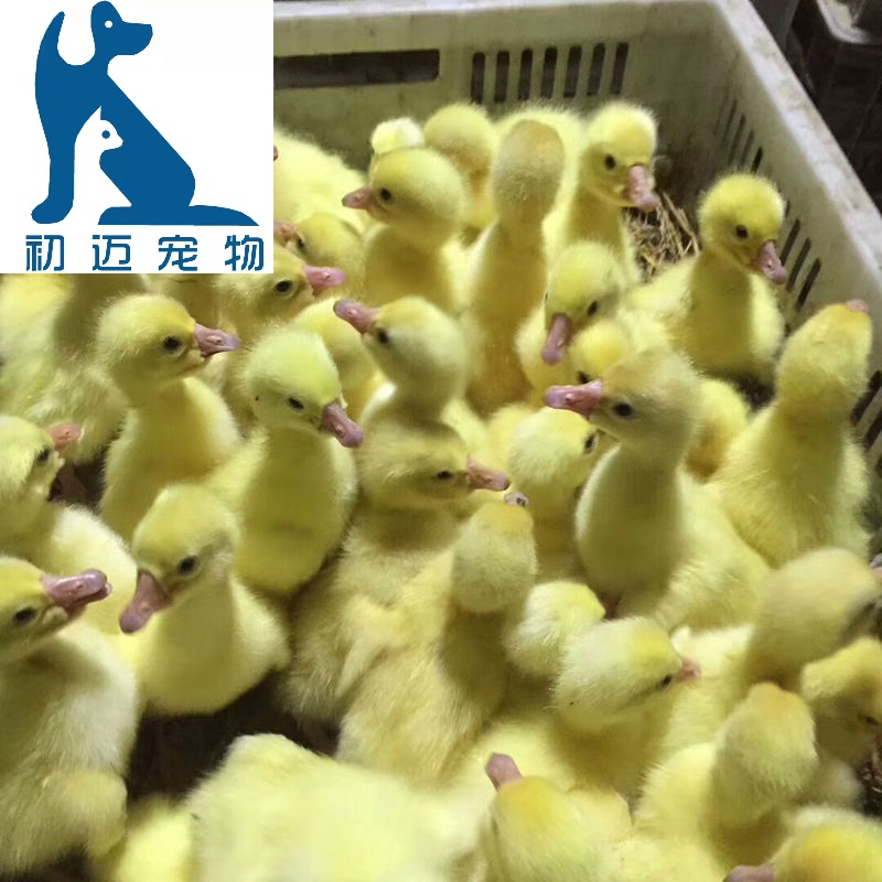 小鹅苗活体大种白鹅三花鹅四季鹅活体鹅苗产蛋王百子鹅土鹅雁鹅批发