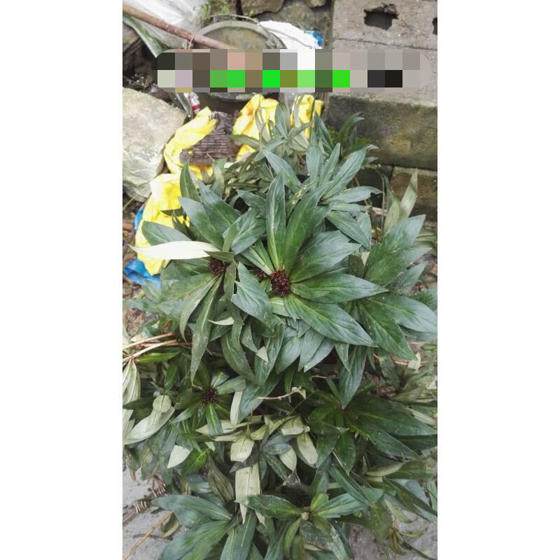 追风伞追风散一把伞公接骨丹惊风伞破凉伞追风草中草药 追风伞5棵 不