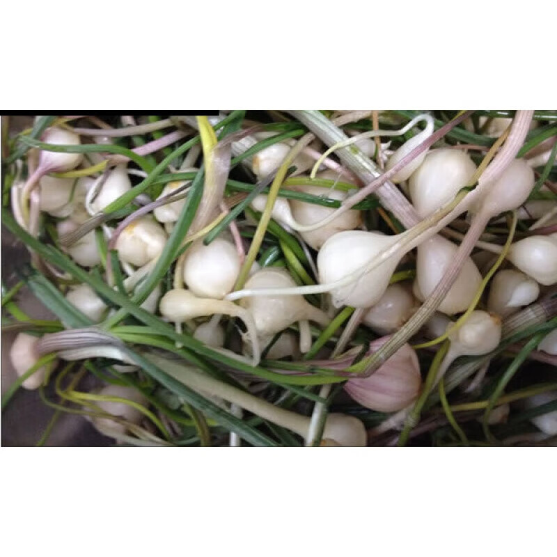 宜享健康东北新鲜野生山野菜 小根菜大脑瓜嘣蹦小根蒜山菜500g 500g