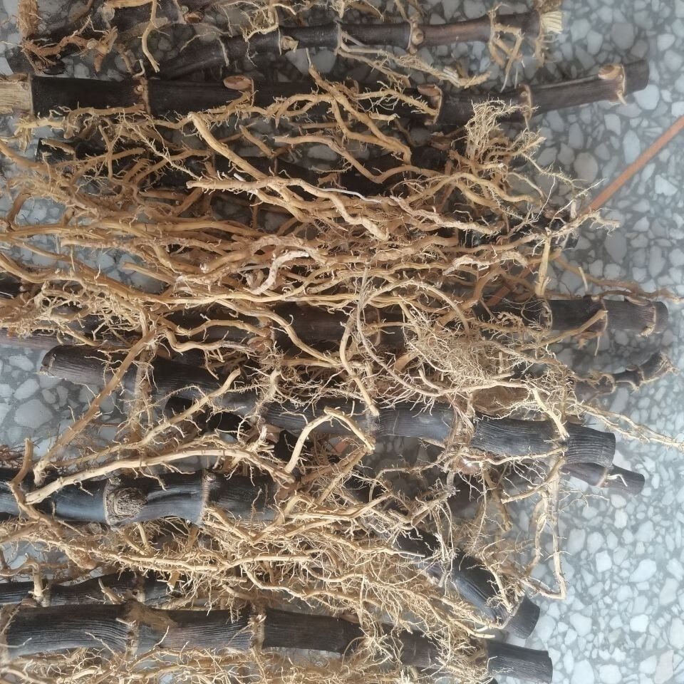 伟博根 竹根 黑竹根 紫竹根 乌竹根 散生竹根 竹茄种植药用竹根 10年