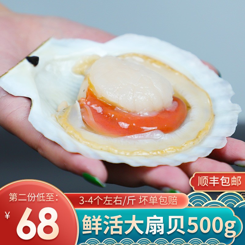 小平岛【活鲜】小平岛 大扇贝鲜活1斤(3-4个) 带壳夏夷贝 扇贝虾夷