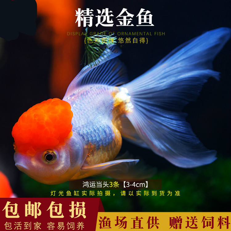 兰寿 相关京东优惠商品 5 价格图片品牌优惠券 虎窝购