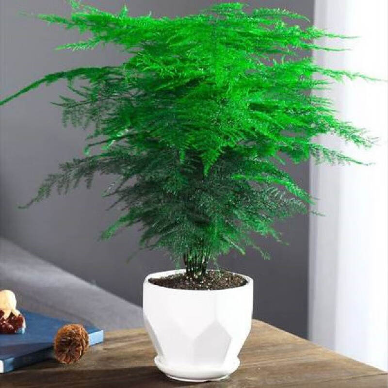 【现货现发】文竹盆栽带盆植物室内净化空气办公室绿植花卉盆栽四季