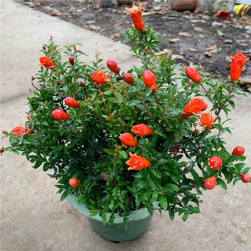 欧博 石榴树树苗带花带土阳台庭院果树地栽四季花卉耐寒盆景石榴盆栽