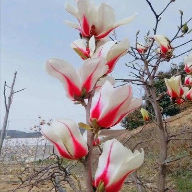 四季庭院玉兰树苗庭院树木红白黄紫二乔盆栽耐冻绿化风景树 望春玉兰2