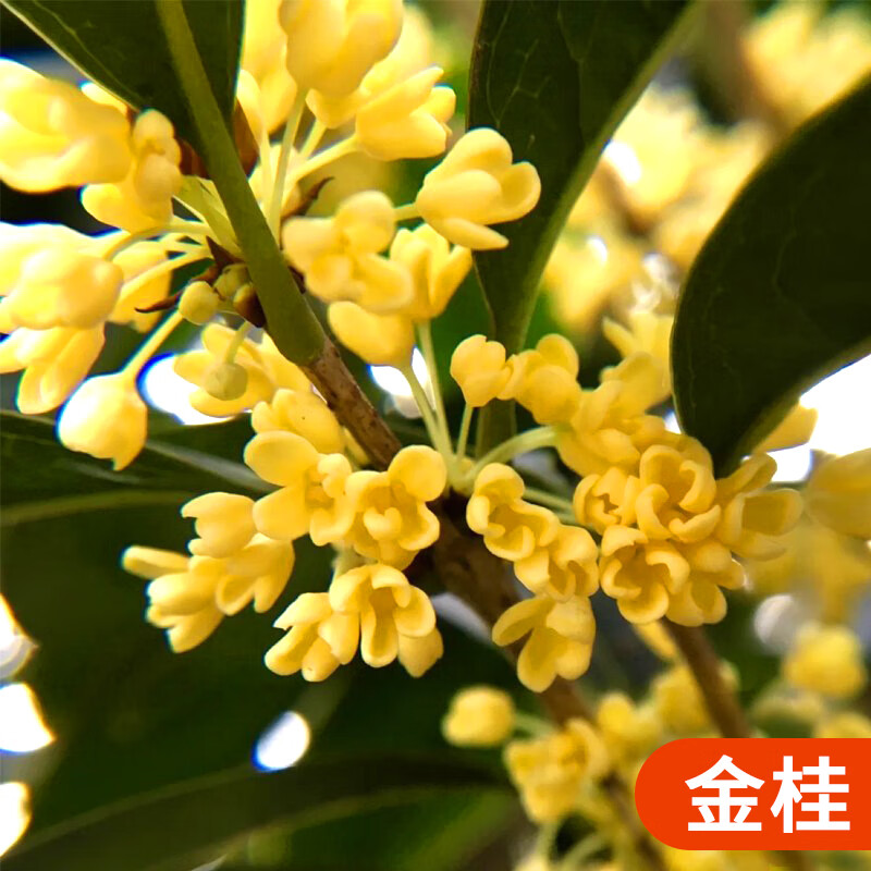 致荟树桂花树苗盆栽四季桂金桂浓香型室内植物庭院黄金大树盆景地栽
