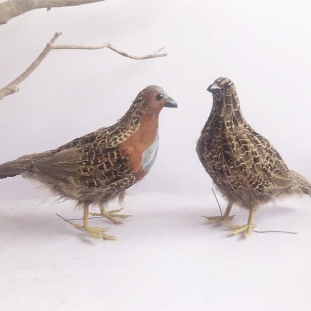 仿真竹鸡模型园林摆件教学标本装饰户外影视拍摄道具鸟类定制 公母