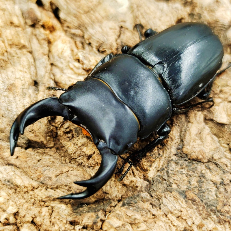 甲虫昆虫宠物中华大锹扁锹甲成虫活体独角仙包活中大中国大锹甲 4-5cm