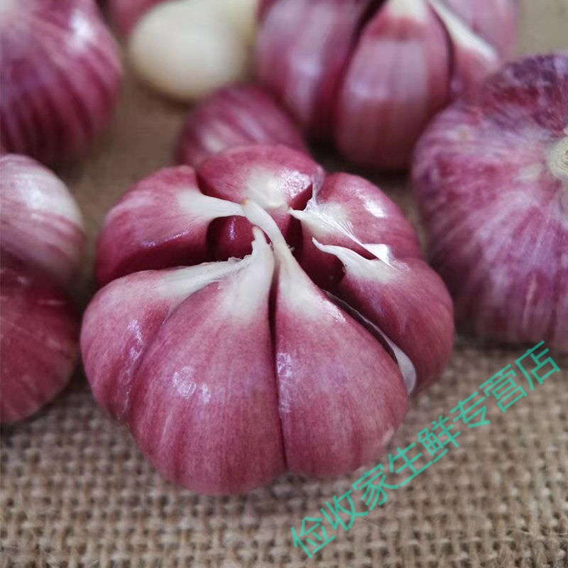 鹿凌青【2024年新蒜】云南紫皮大蒜鲜蒜头农家香蒜土蒜新鲜红皮大蒜头
