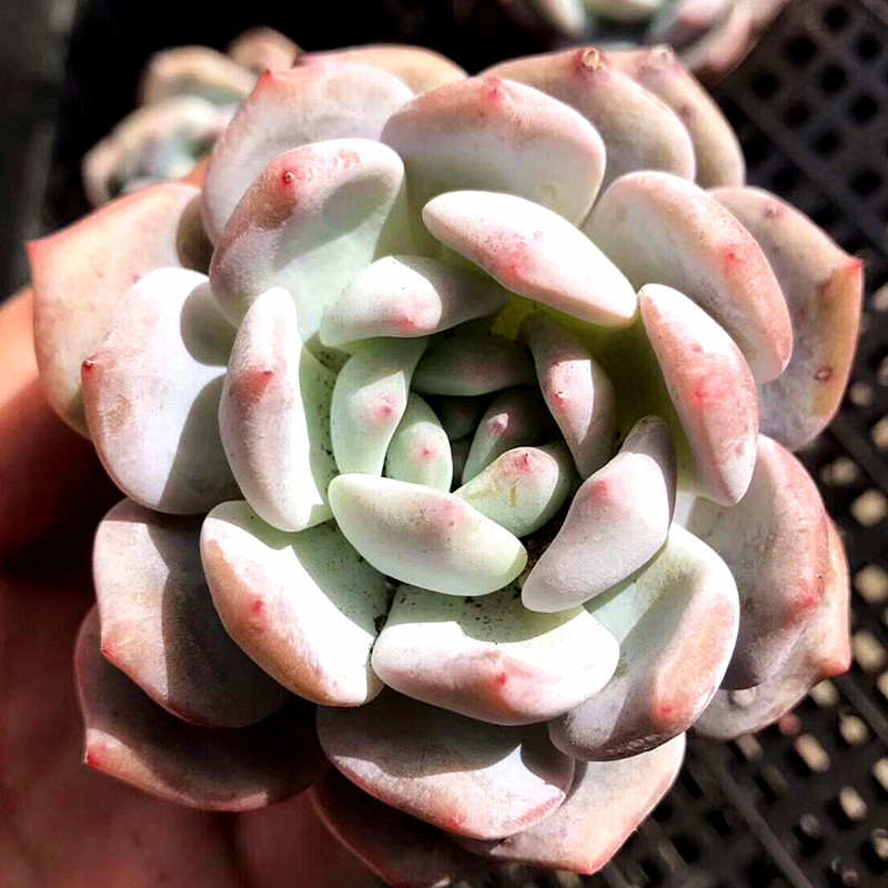 芙蓉雪莲多肉植物超大老桩多头群生缀化组合盆栽室内 芙蓉雪莲冠幅约7