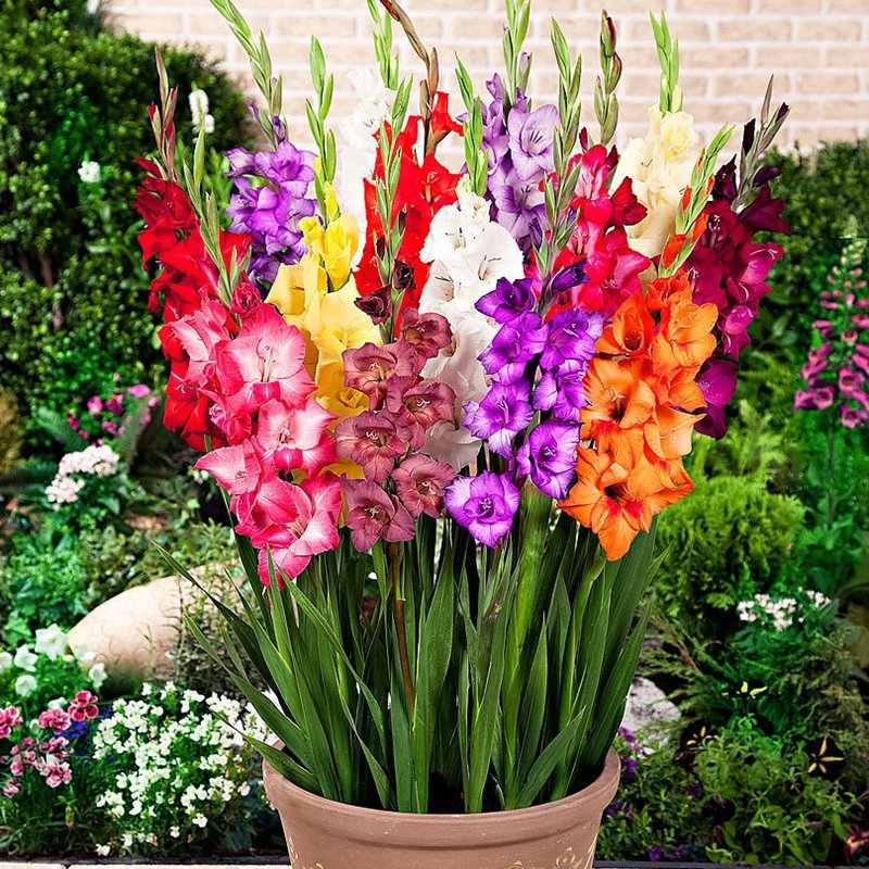 思取剑兰种球花苗多年生花卉菖兰花球唐菖蒲花种球四季庭院当年开花